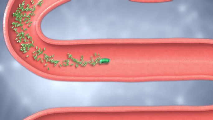 菌株进入肠道的时候，让有益菌在你的肠道里