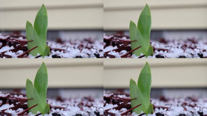 冬末冰雹天气下鸢尾根状茎新芽的建立