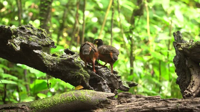 两只长着黑棕色羽毛的栗腹鹧鸪鸟正在森林中央啄食