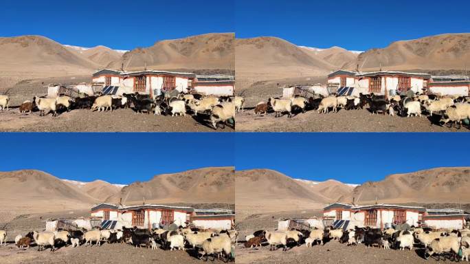 西藏那曲尼玛县当惹雍错湖畔的牧场羊群