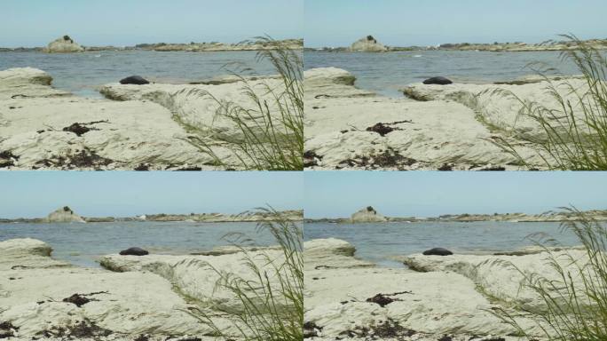 水中瑜伽:可爱的海豹在水边惬意地晒太阳放松。