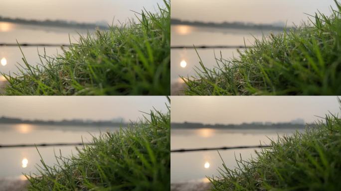 清晨 露珠 嫩绿 小草 湖边 湖
