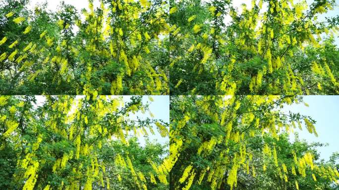 金盏花黄色灌木。黄豆树。黄色开花灌木。美丽盛开的春天树木和灌木。