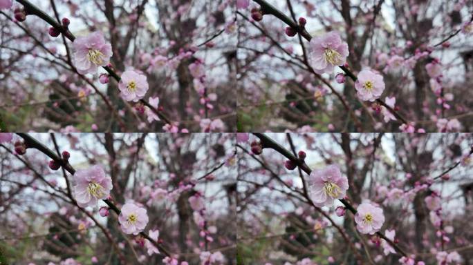 梅花樱花梨花