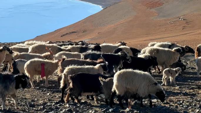 西藏那曲尼玛县当惹雍错湖畔的牧场羊群
