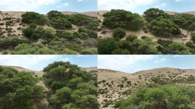 沙漠化治理国土生态复绿青海湖金沙湾