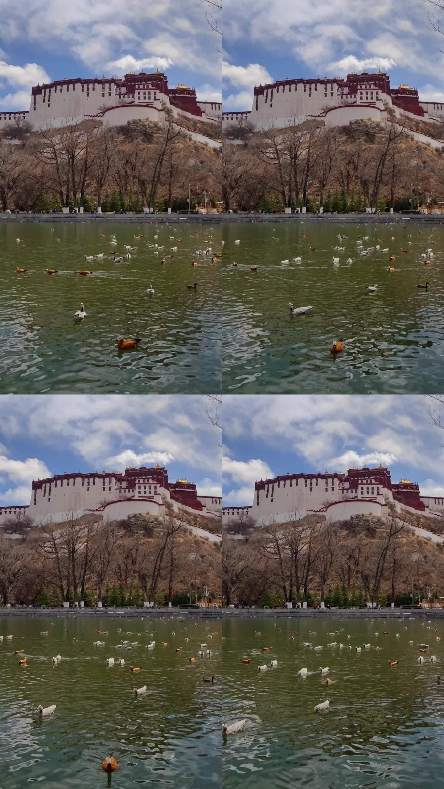 ，西藏拉萨宗角禄康龙王潭公园的野鸭子
