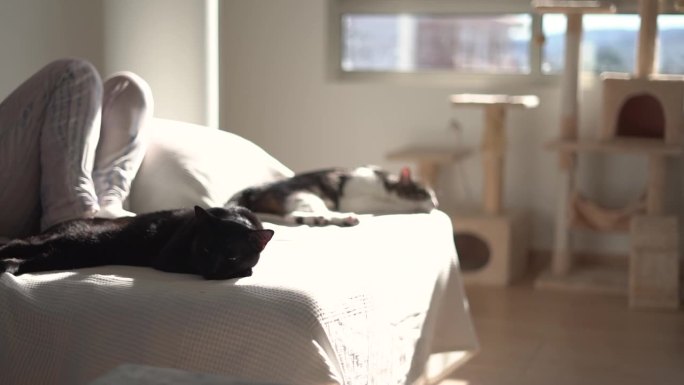 猫在家里坐在沙发上睡觉。小猫喜欢在主人身边放松