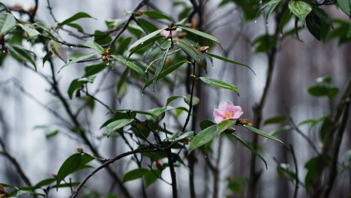 阴雨天的西湖浴鹄湾 茶花