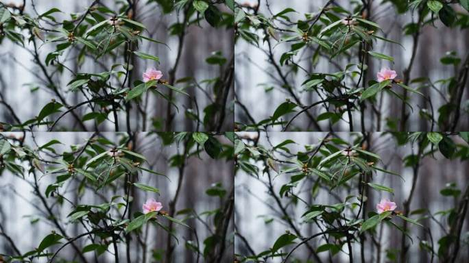 阴雨天的西湖浴鹄湾 茶花
