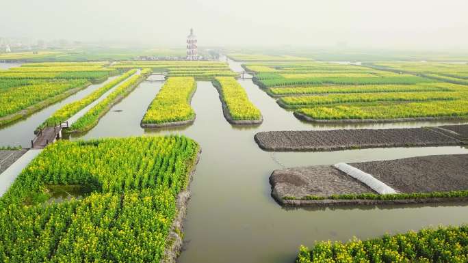 兴化 泰州 江苏 油菜花 航拍 城市宣传