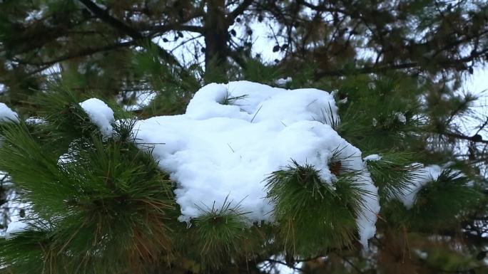 西安大雪