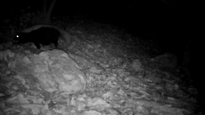 臭鼬，追踪摄像头，新墨西哥
