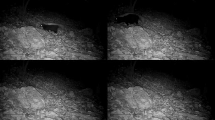 臭鼬，追踪摄像头，新墨西哥