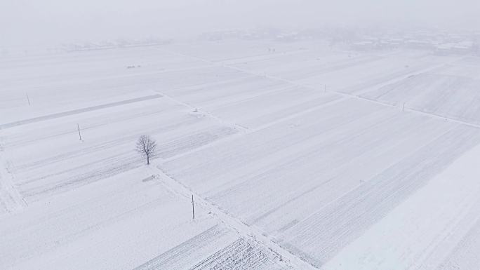 下雪 农村 农田 下雪 冬天 耕地 平原