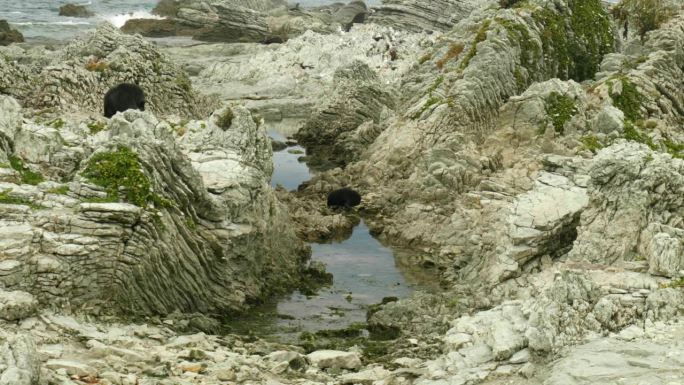 可爱的小海豹在海岸岩石池中安静地打盹。