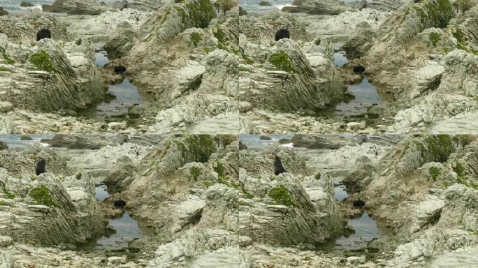 可爱的小海豹在海岸岩石池中安静地打盹。