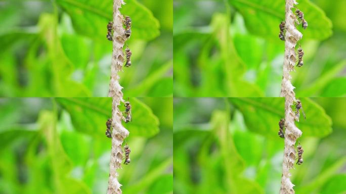 亚洲大黄蜂或纸黄蜂的特写栖息和活跃在它的巢挂在树上的后院