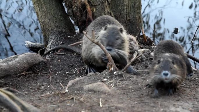 野海狸鼠吃面包