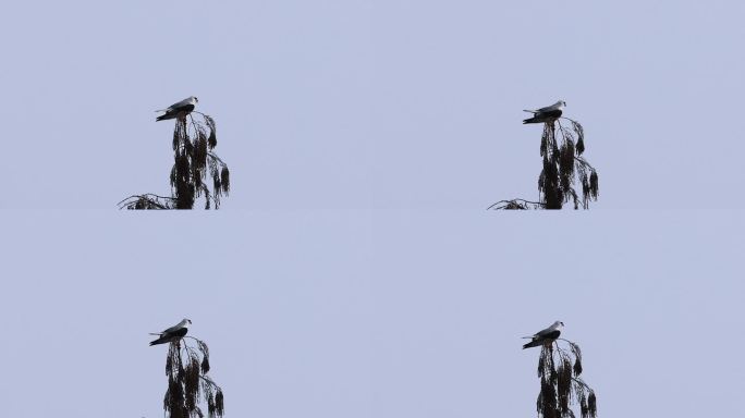 黑翅鸢枝头清理羽毛的特写镜头