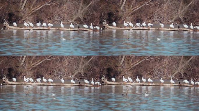 白鸟栖息在德克萨斯州达拉斯市白石湖的原木上