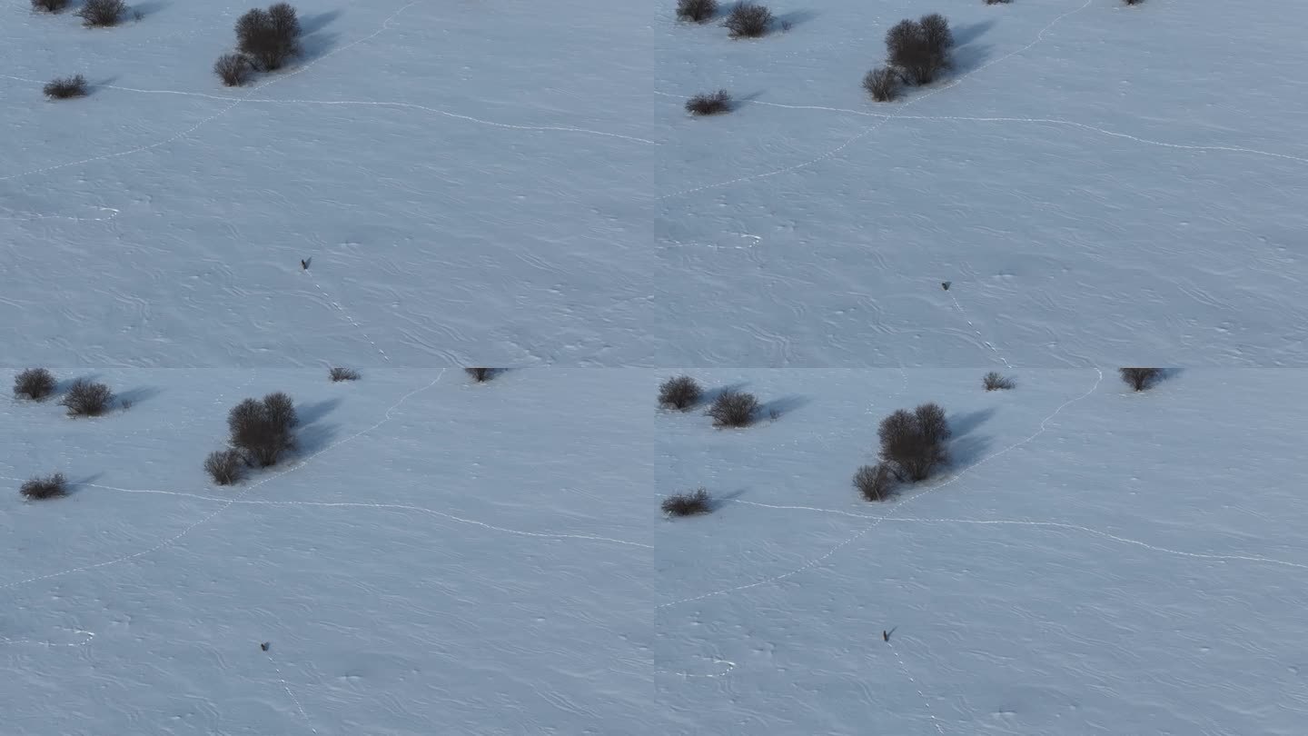 雪地狐狸奔跑