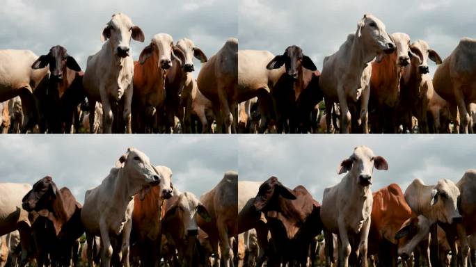 一群牛瞪着镜头，气势汹汹——4k