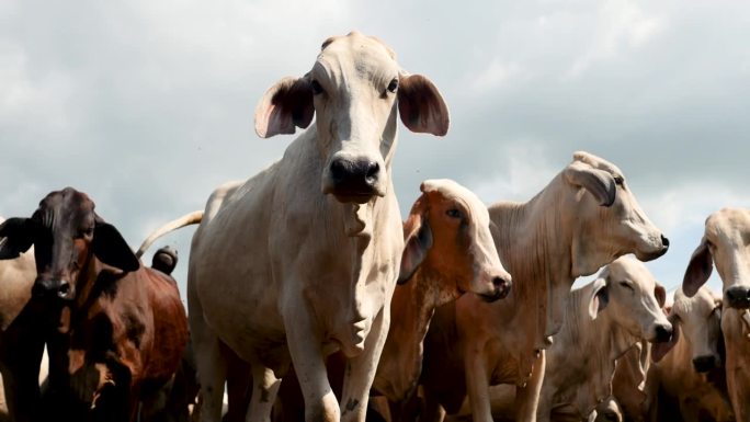 一群奶牛走向摄像机-牧场-农场-动物