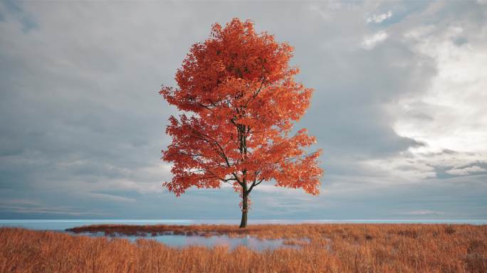 秋天金黄树草地水边一颗孤寂大树唯美意境1