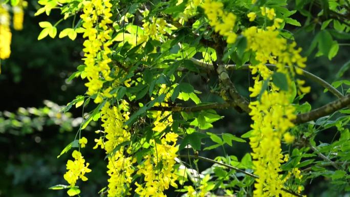 金盏花黄色灌木。黄色的bean。黄豆的总状花序。美丽盛开的春天树木和灌木。黄花灌木