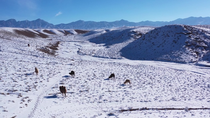 贺兰山脚下雪地里的骆驼