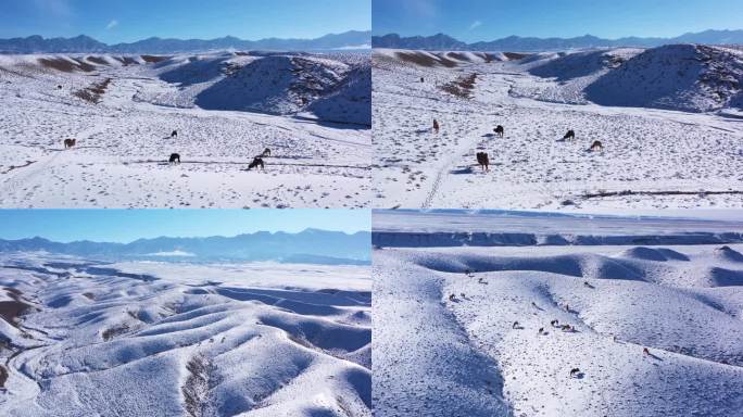贺兰山脚下雪地里的骆驼