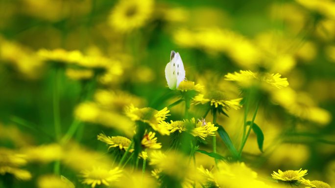 春意盎然白色蝴蝶落在黄色的花上