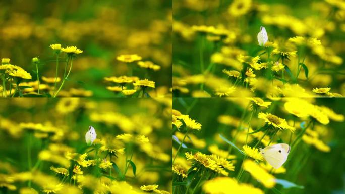 春意盎然白色蝴蝶落在黄色的花上