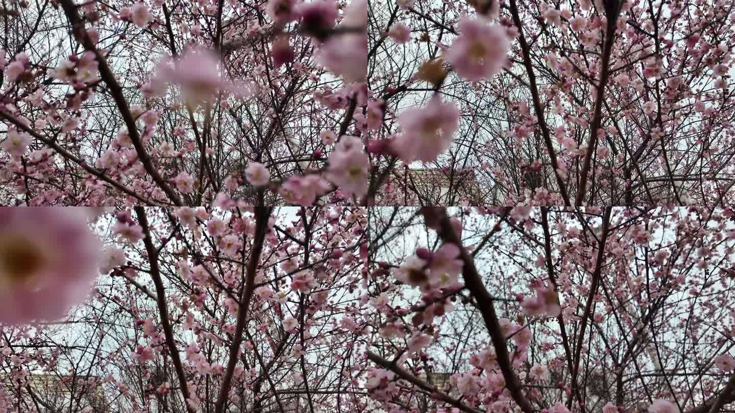 梅花樱花梨花