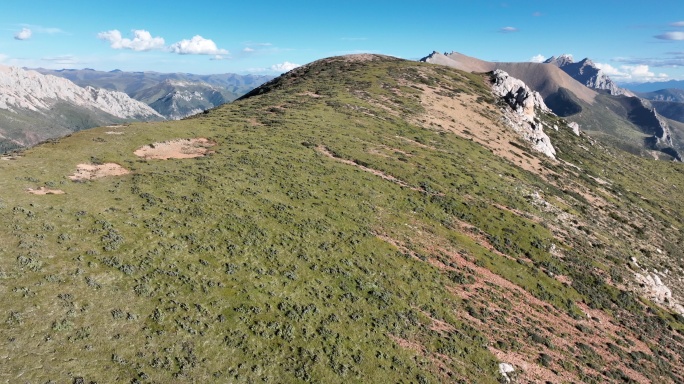 业拉山垭口山顶的高山草甸