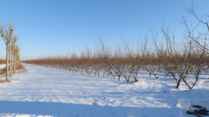 果园雪地雪景 河面结冰 芦苇 雪地上树影