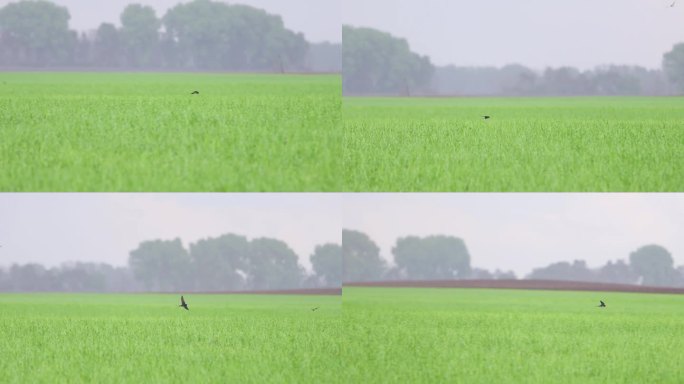 第一个春天的鸟，谷仓燕子飞在绿色的田野上