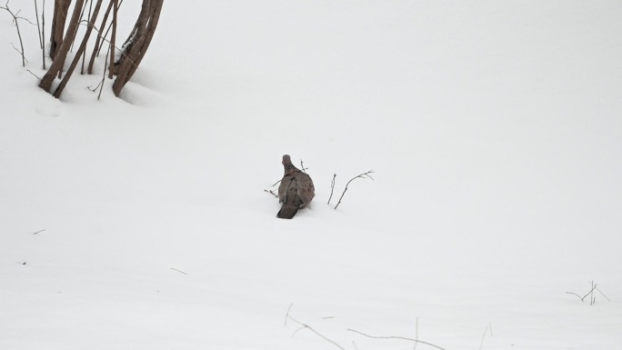 斑鸠在雪地觅食斑鸠在下雪天树枝上