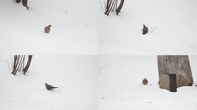 斑鸠在雪地觅食斑鸠在下雪天树枝上