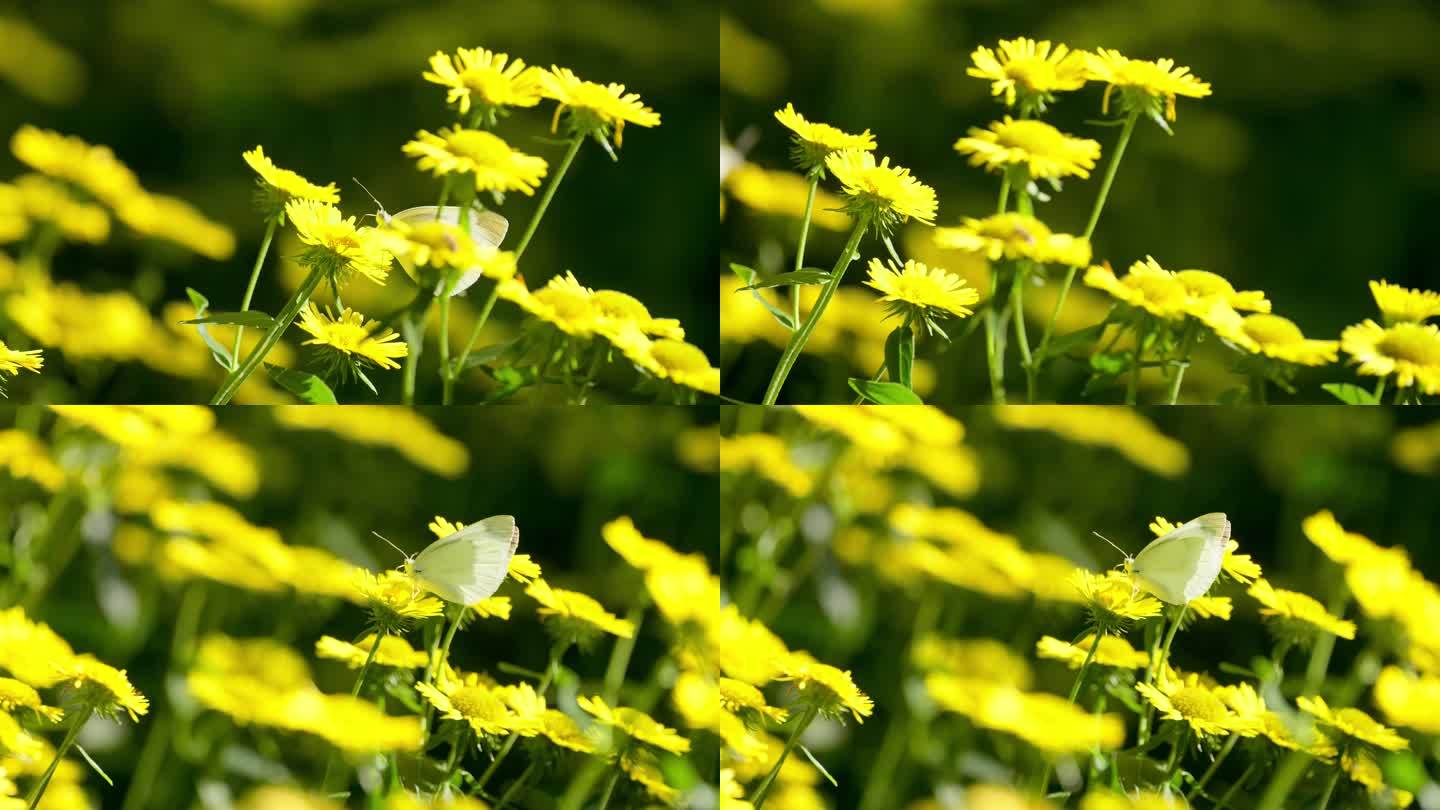 春意盎然白色蝴蝶落在黄色的花上飞走