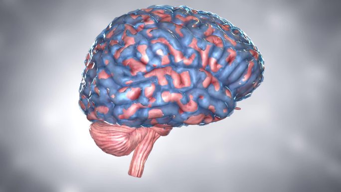 脑髓减少了脑细胞，脑白质，脑灰质