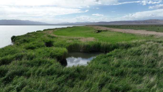 西北荒漠绿洲湖泊湿地生态系统鸟类栖息地