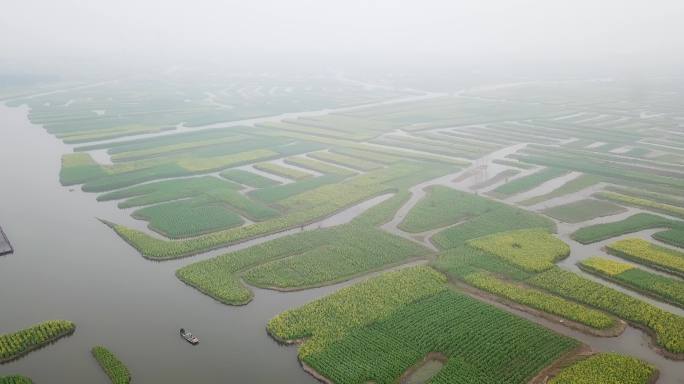 兴化 泰州 江苏 油菜花 航拍 城市宣传