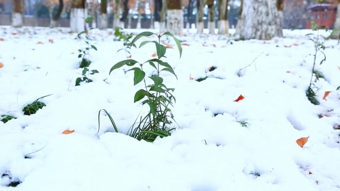 西安大雪