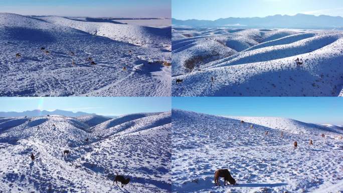 贺兰山脚下雪地里的骆驼