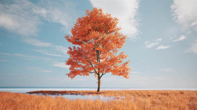 秋天金黄树草地水边一颗孤寂大树唯美意境3