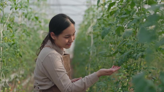 农民用平板电脑检查有机食品农场番茄蔬菜的质量和新鲜度