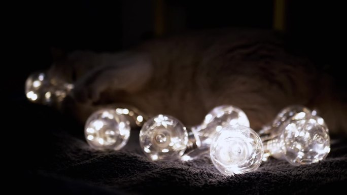 顽皮的毛茸茸的猫在黑暗的房间里玩发光的装饰灯泡
