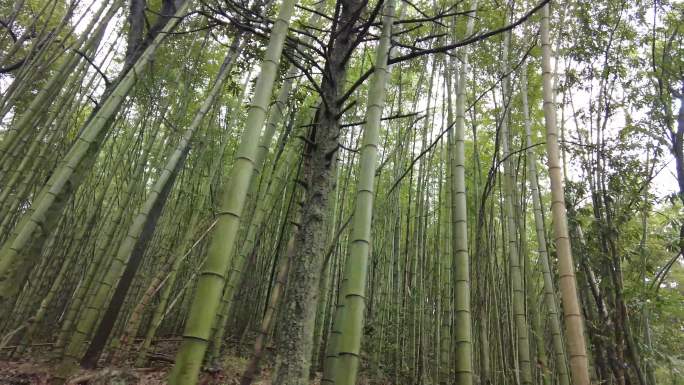 竹林森林笔直树木实拍
